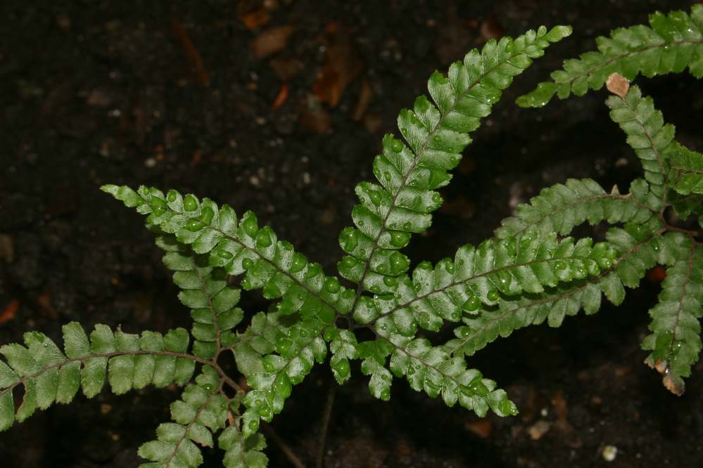 maidenhair fern